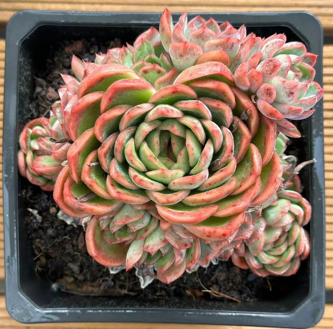 15#东星斑单头带崽      前男友精品多肉 SM0411