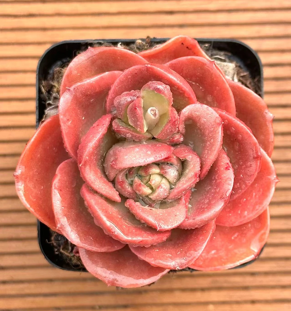 7#假日公主  前男友精品多肉