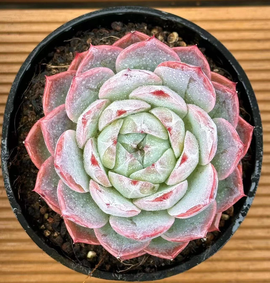 10#玄冰多肉植物  前男友精品多肉 SM1007