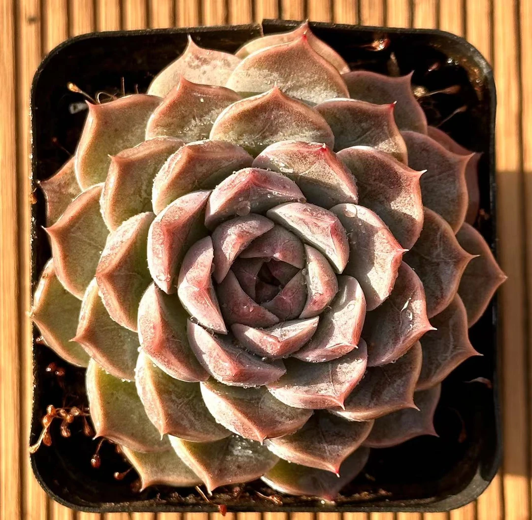 灰太狼 前男友精品多肉 SM617