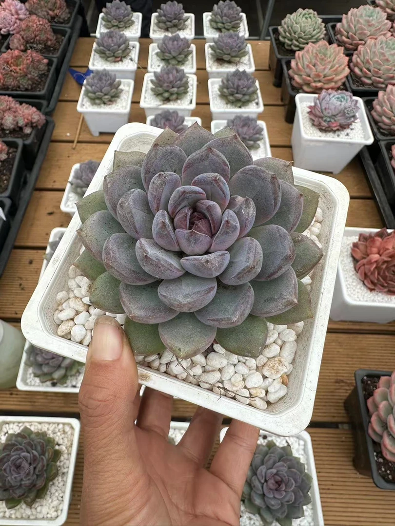10#曼陀罗多肉植物 前男友精品多肉 SM1566