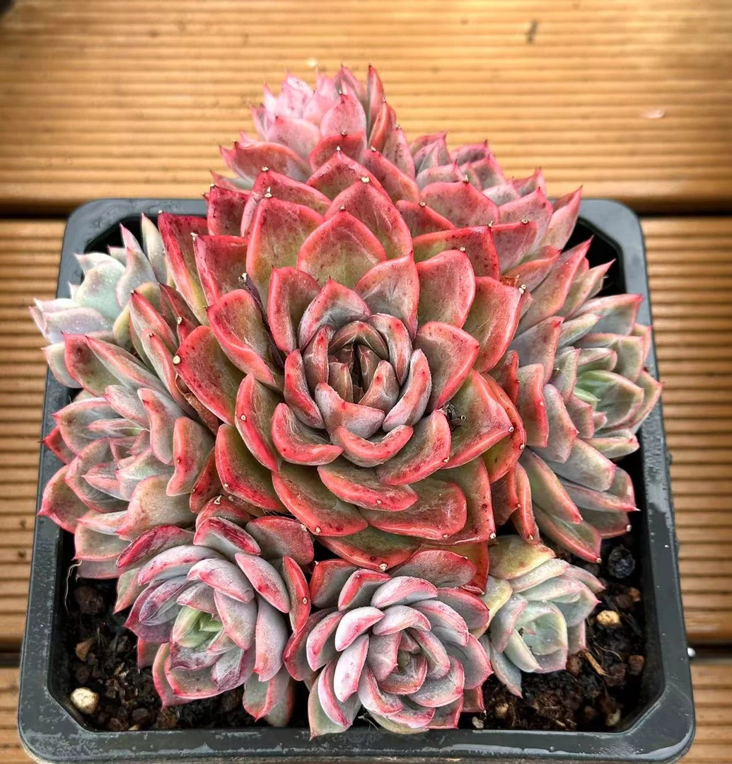 15杯莫奈群生  前男友精品多肉