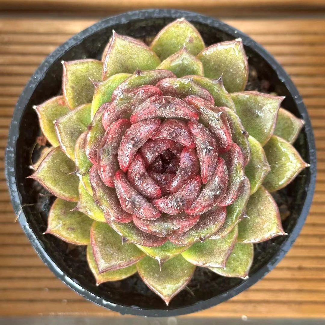 12#星空玫瑰   前男友精品多肉