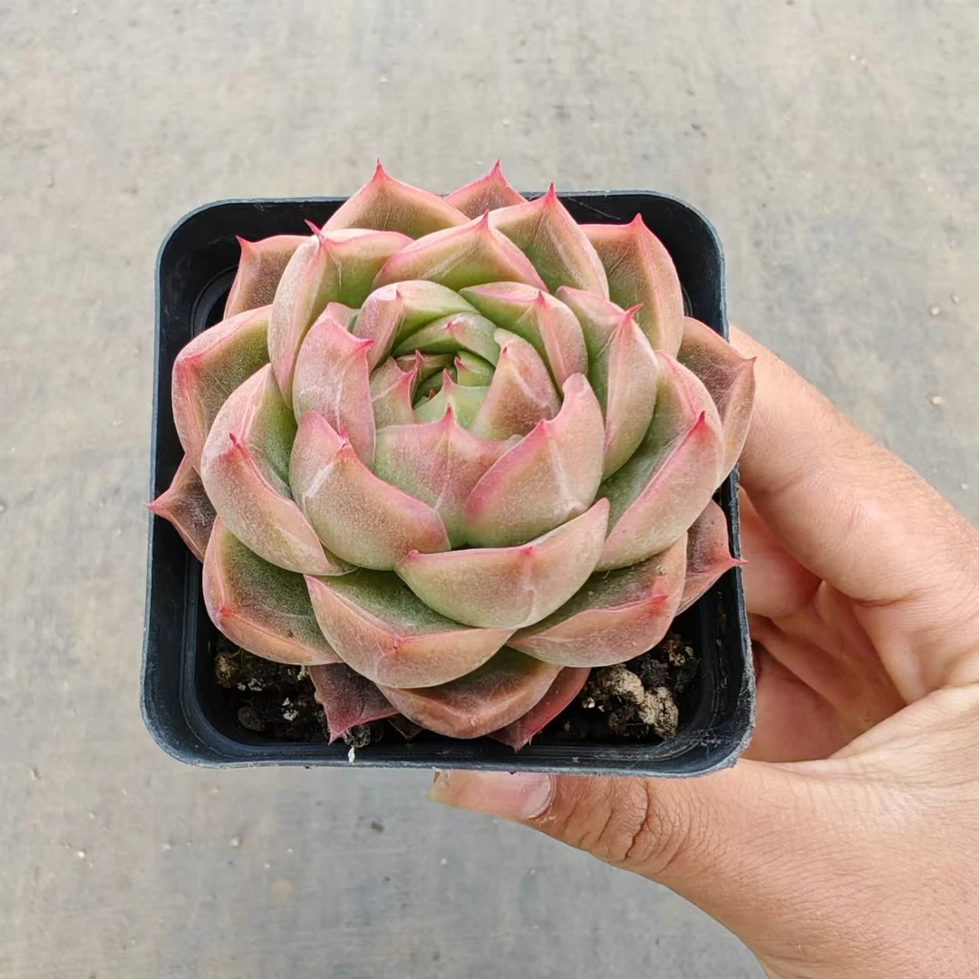 7#寻竹多肉植物  前男友精品多肉