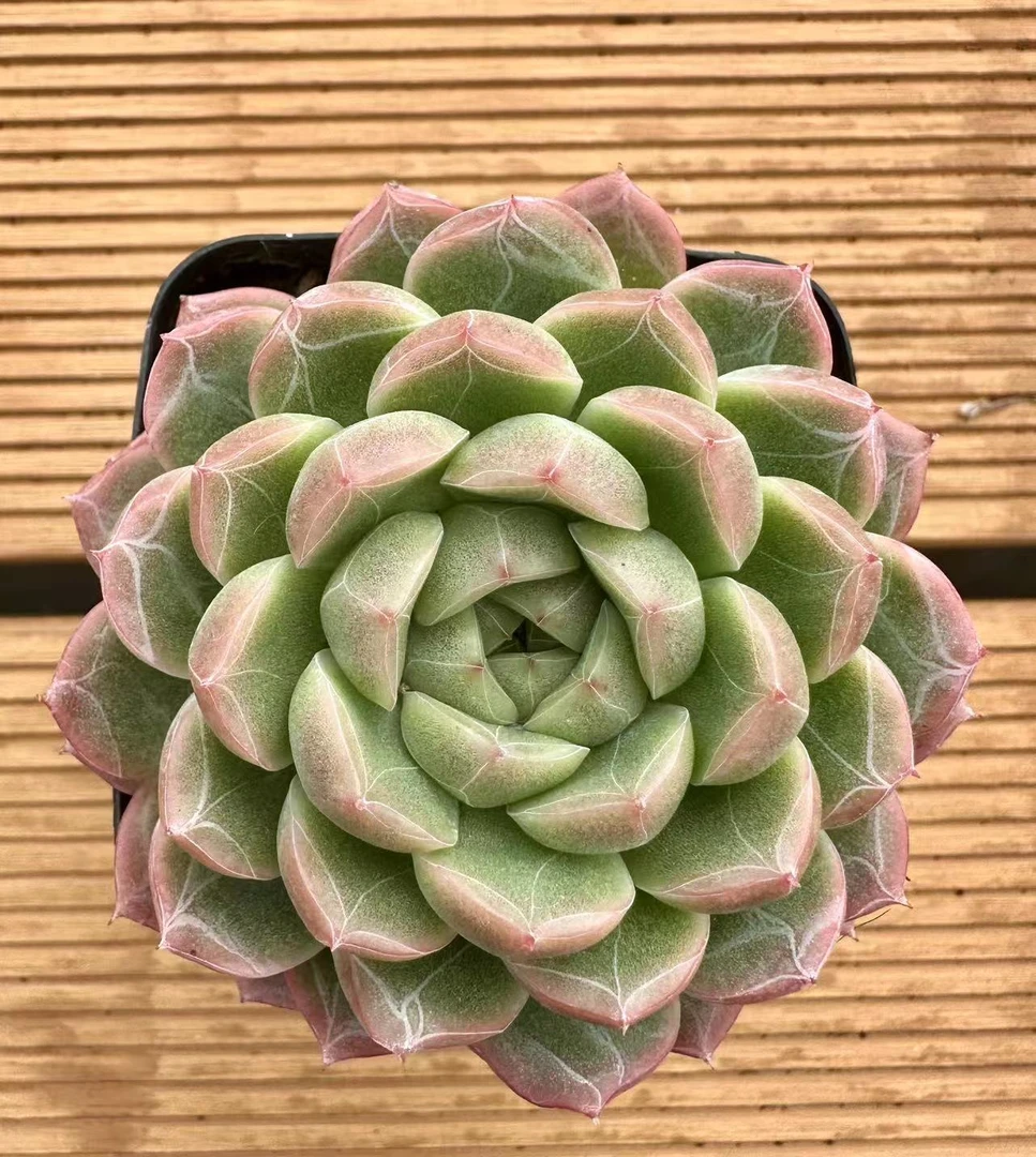 7#雪花青啤多肉植物   前男友精品多肉 SM0974