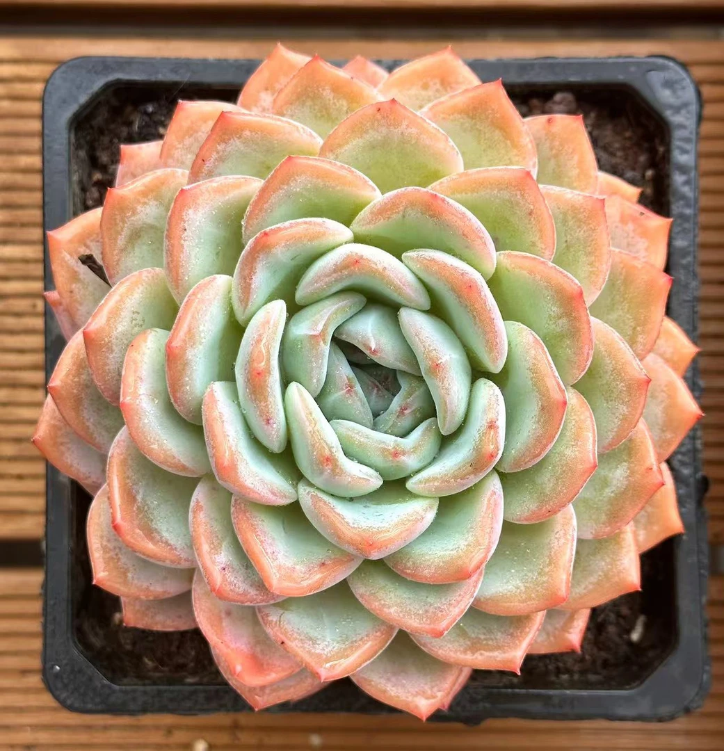 15#冰熊多肉植物（优秀版） 前男友精品多肉 SM0557