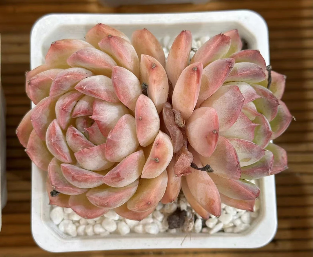 7#水冰月双头起发    前男友精品多肉sm0035①