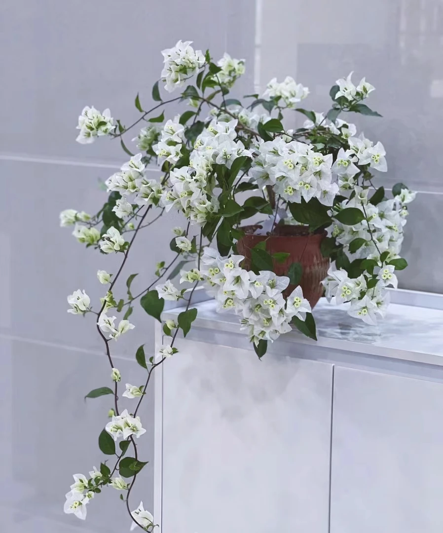 【白雪公主】白色网红爆款三角梅2加仑庭院阳台种植盆栽花卉