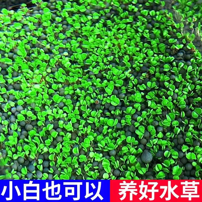 水草种子生态玻璃瓶真植物种籽盆栽套餐水培绿植装饰草缸鱼缸造景