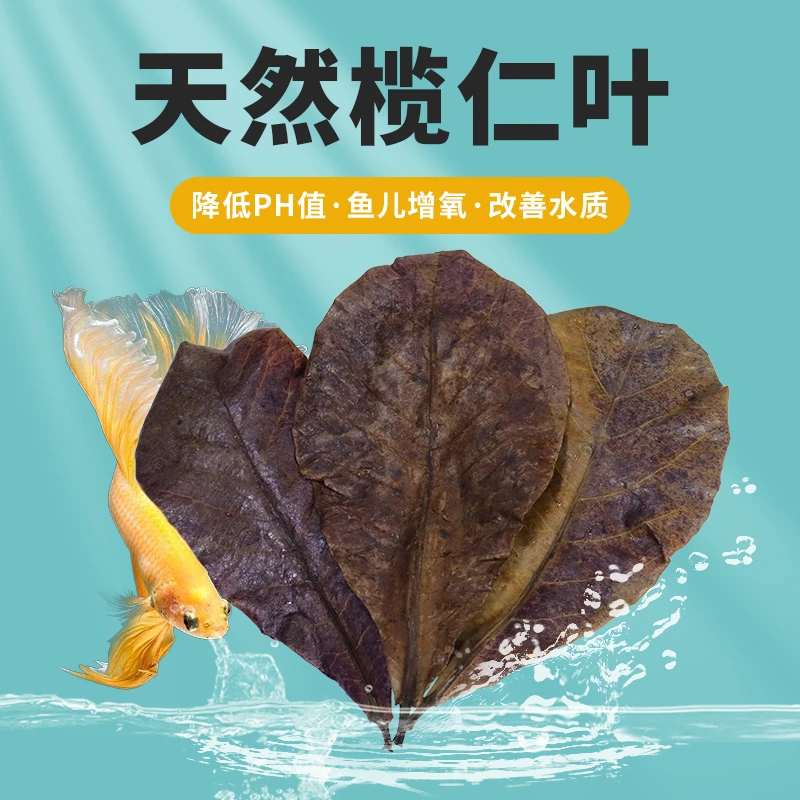 泰国斗鱼适用榄仁叶酸碱度调节养龟龙眼叶鱼缸ph调节剂懒人叶造景