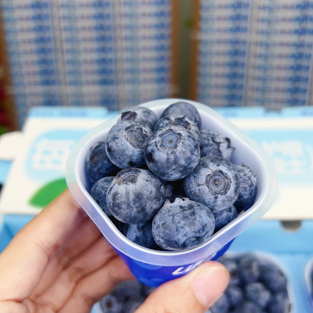 【涵叔限定】秘鲁宝宝杯蓝莓Blueberry大果礼盒装【顺丰京东】