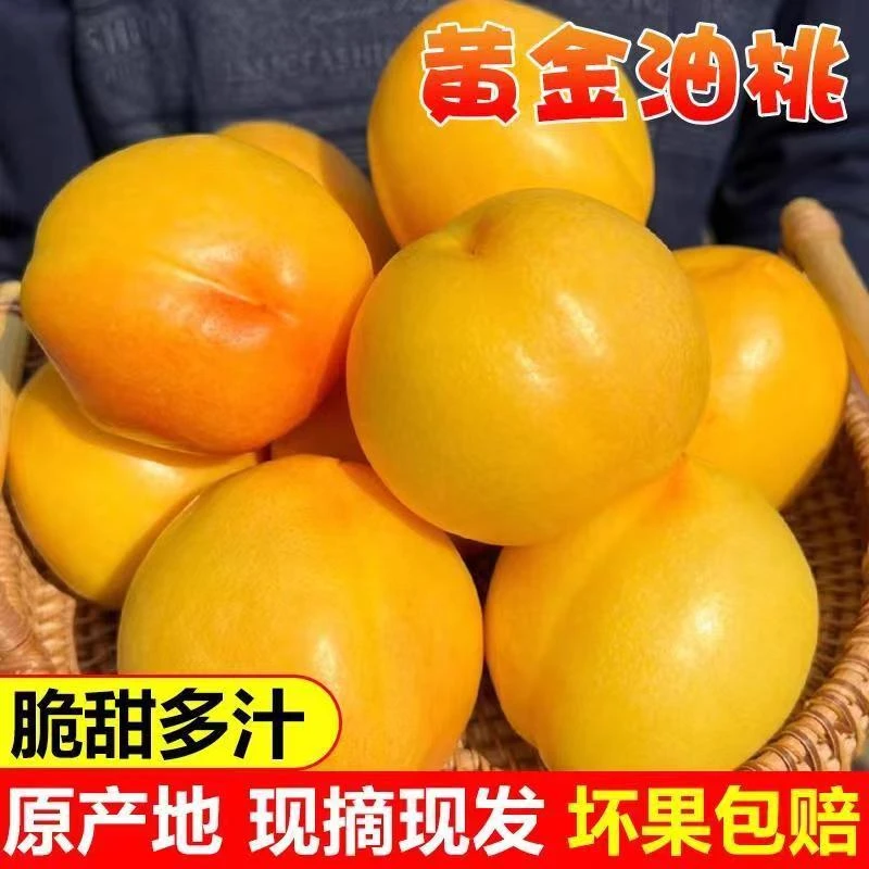 【现摘】纯甜黄油桃爆汁脆桃新鲜水果水果无毛黄皮纯甜应季脆多汁