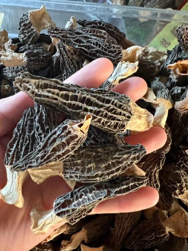 羊肚菌福利品！！碎碎