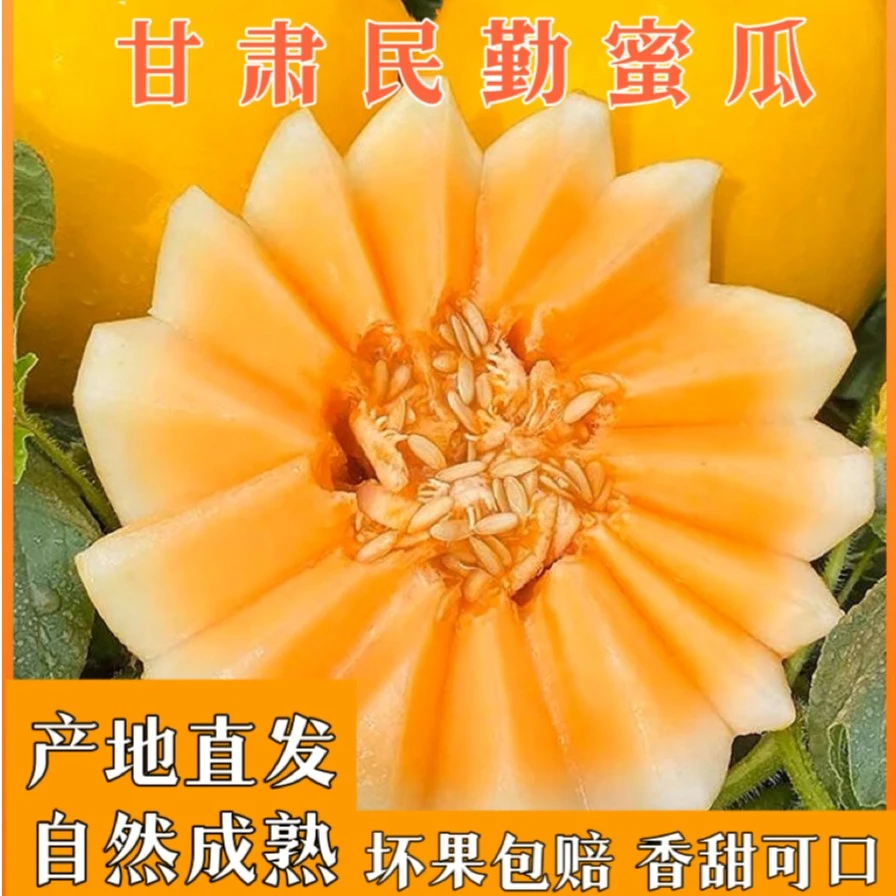【坏果包赔】甘肃民勤蜜瓜新鲜应季水果香甜可口净重6-9斤包邮