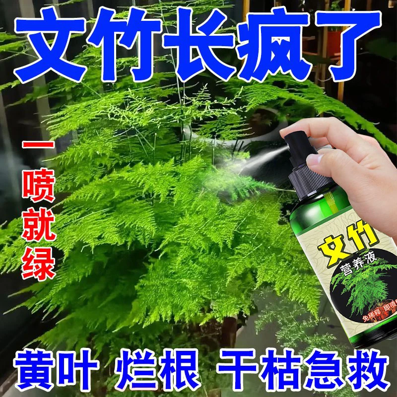 文竹营养液一喷绿叶子发黄干枯根部腐烂生长缓慢室内免稀释有机肥
