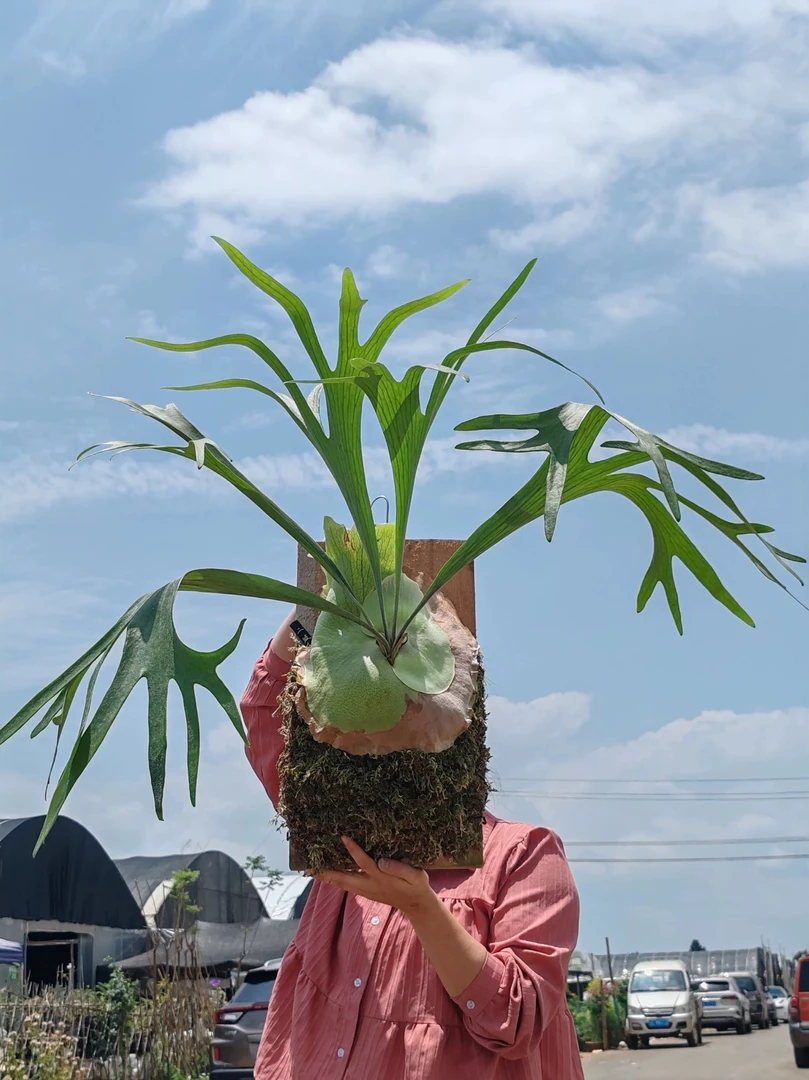 直播间一物一拍拍下主播备注编号挂版植物好养耐干旱