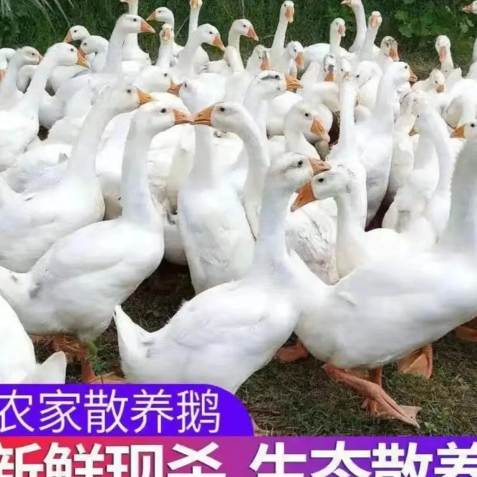 散养大鹅毛重7斤净重5斤 整只农家现杀大鹅 顺丰冷链发货