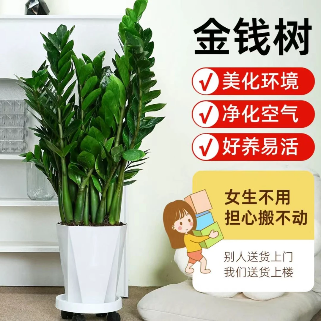 【金钱树】绿植大型绿植室内净化空气除甲醛吸收烟味鲜