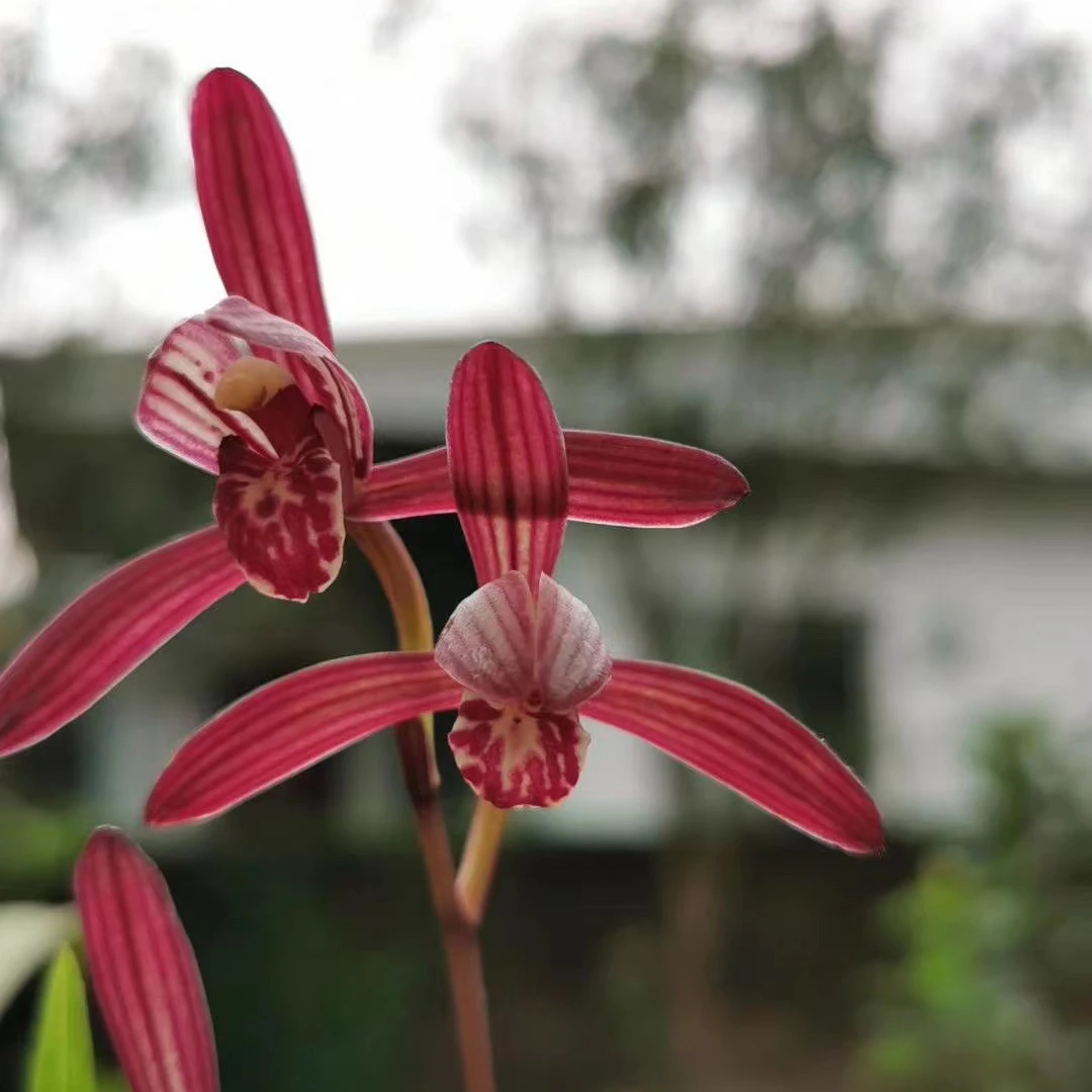 建兰墨宝子母2苗