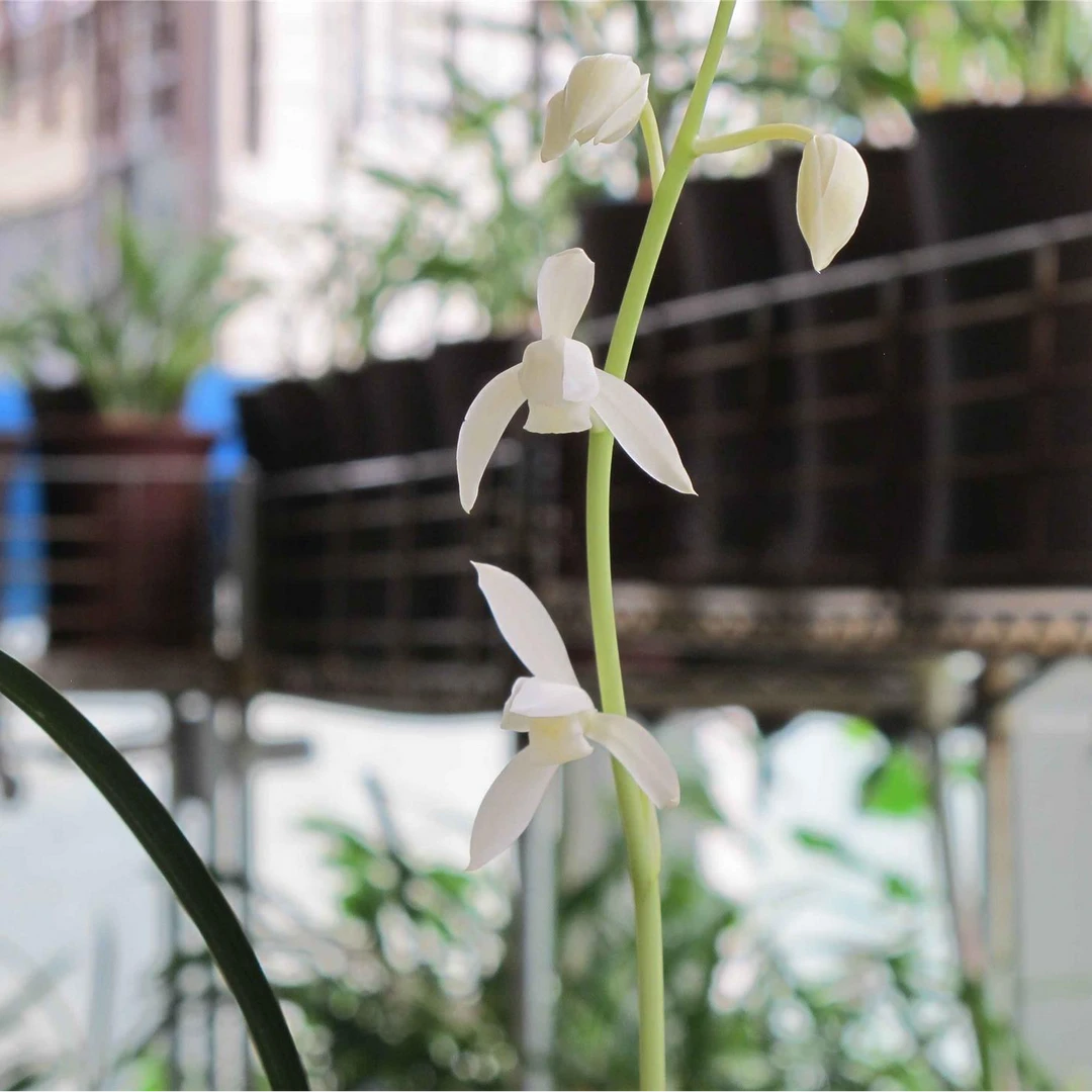 建兰白雪冰心前陇苗