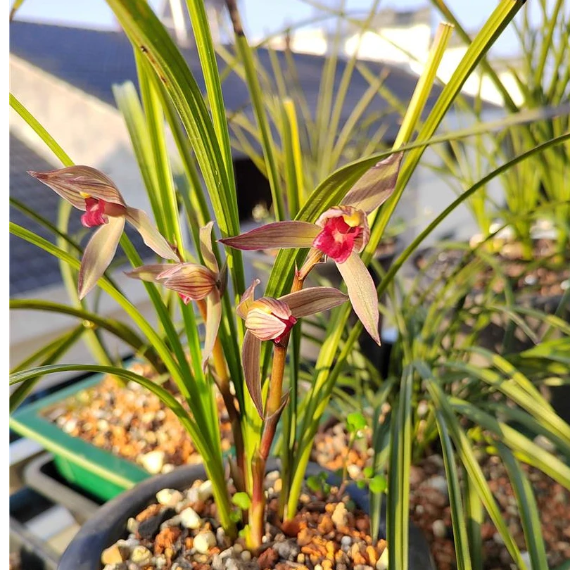 春剑柳枫红素子母2苗