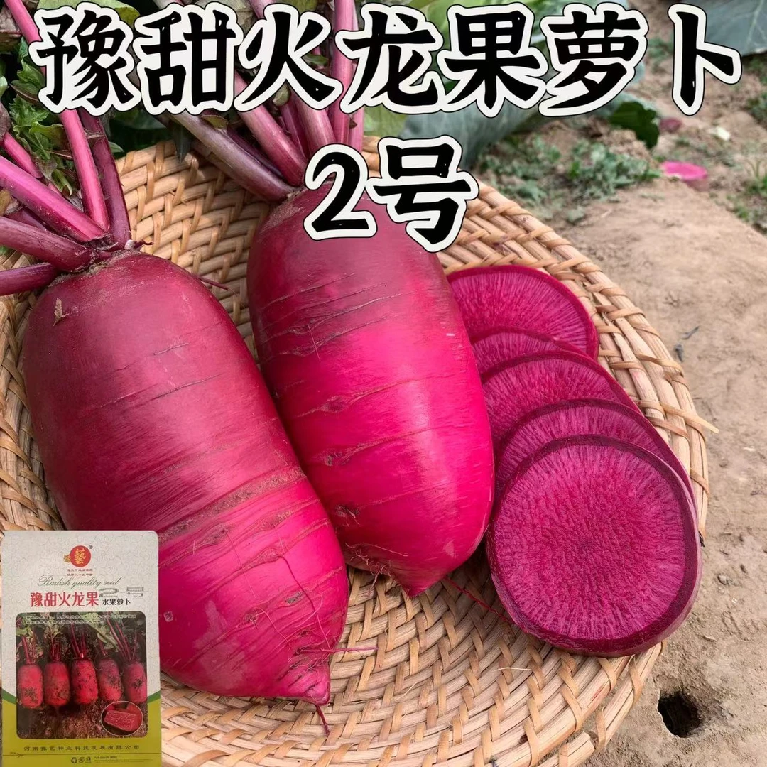 豫艺豫甜火龙果萝卜2号种子 特色水果萝卜红皮红肉 200粒