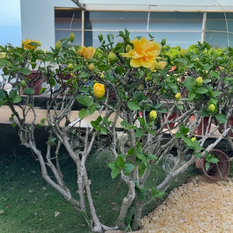 萌萌家木槿花花卉观花植物客厅庭院盆栽单重瓣绿植