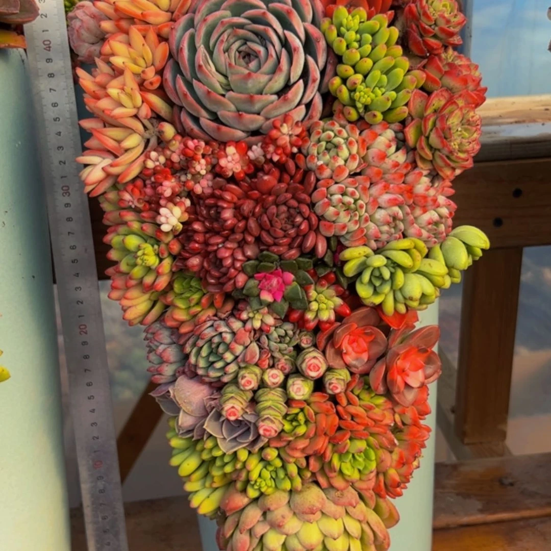 【闪购商品】全家福