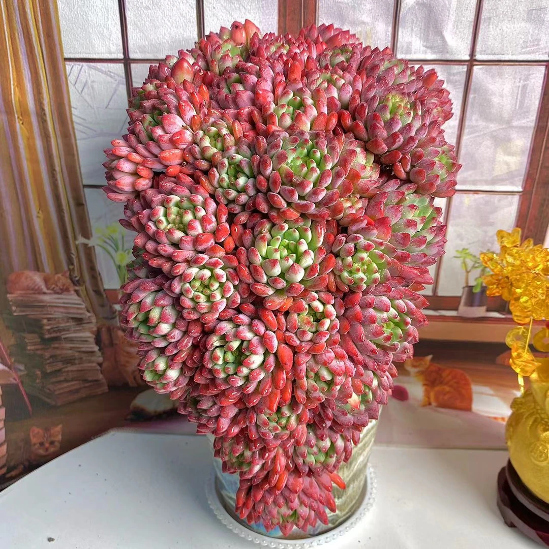 精品多肉盆栽♥平安果♥(新品)花卉植物含盆带花成品发货