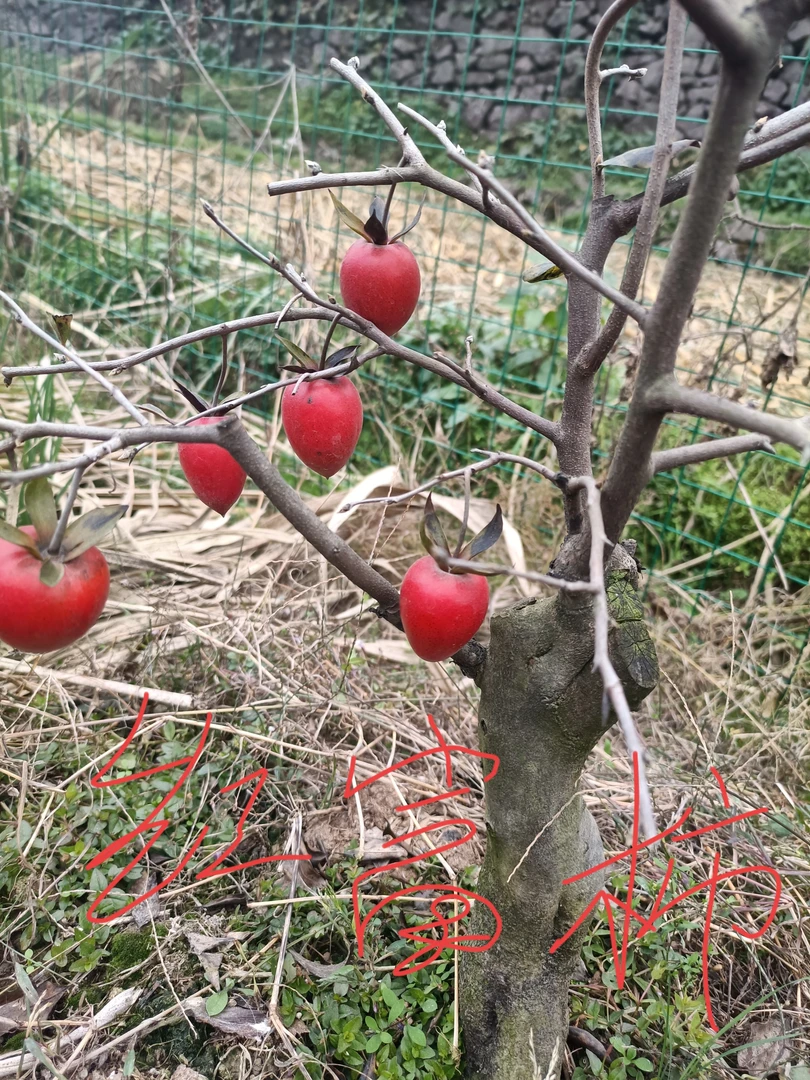 老鸦柿盆栽嫁接苗盆景素材独特一物一拍