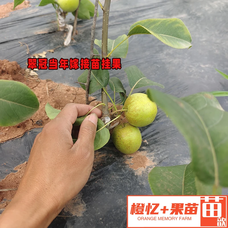 梨树苗：翠冠梨苗树苗丨盆栽地栽均可【早熟+水分足】