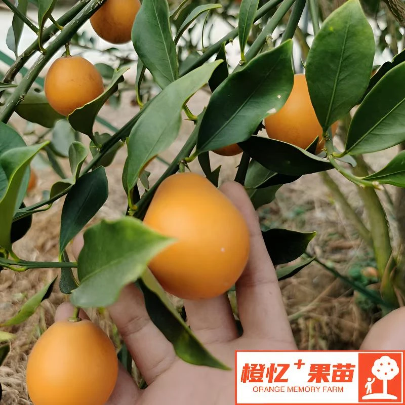 金桔苗：带土脆蜜金柑苗丨盆栽庭院均可种植【个头大+水分足+甜】