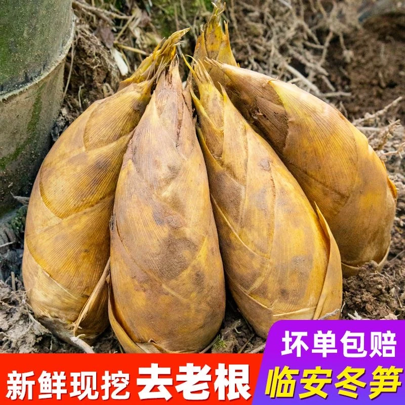 浙江临安新鲜冬笋天目山两头尖小脚笋现挖现发农家野生竹笋3斤5斤
