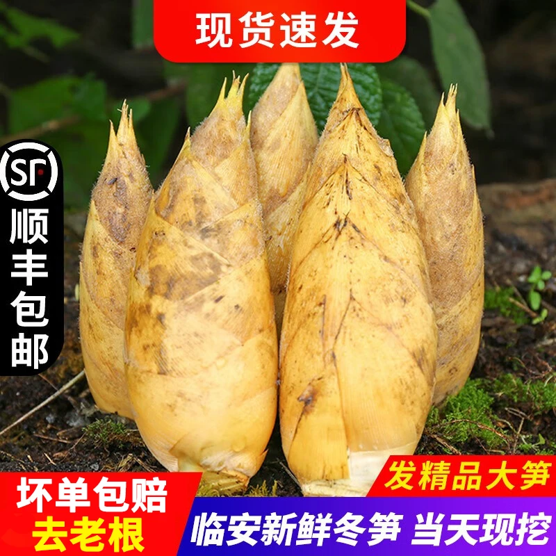 临安新鲜冬笋浙江天目山两头尖小脚笋现挖现发农家野生竹笋3斤5斤