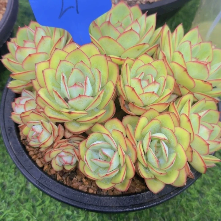 雪21多肉植物一物一拍