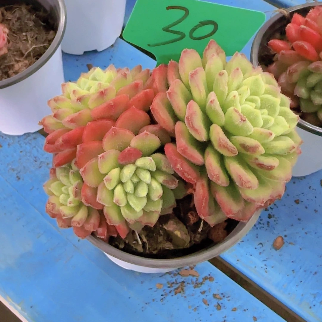 【闪购商品】红****行30