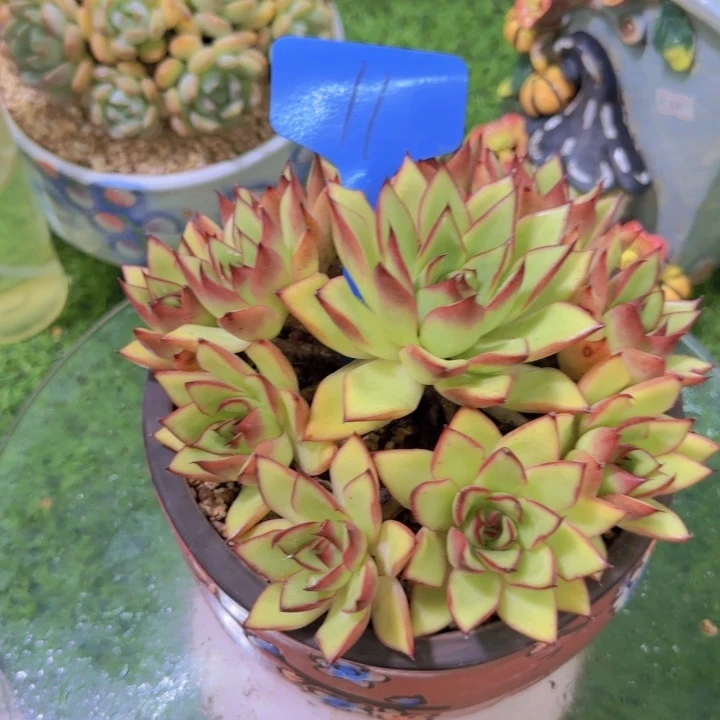 九*11多肉植物一物一拍寄养