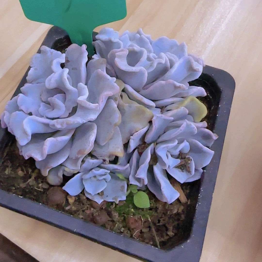 【闪购商品】蜜****）6