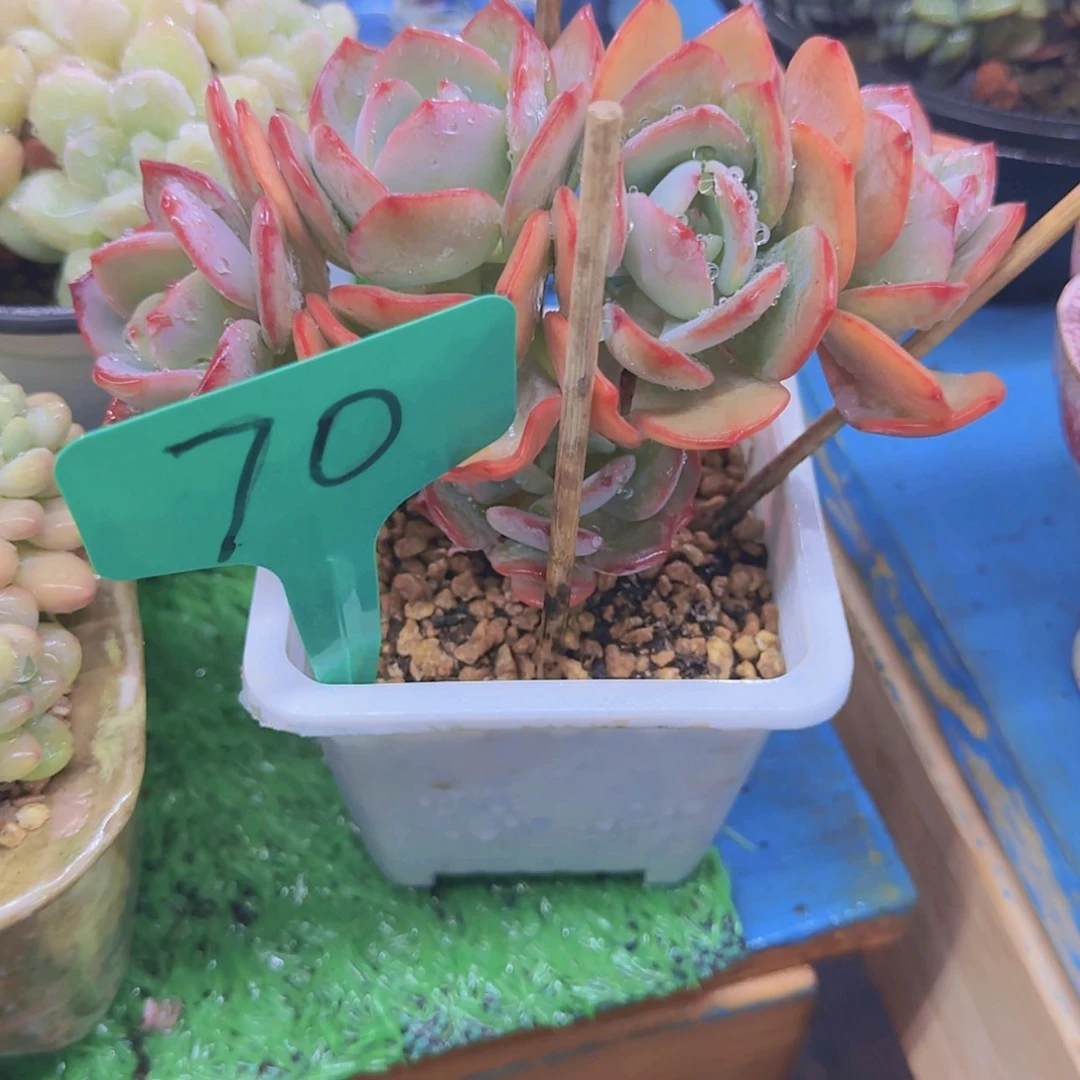 【闪购商品】鲑****）70