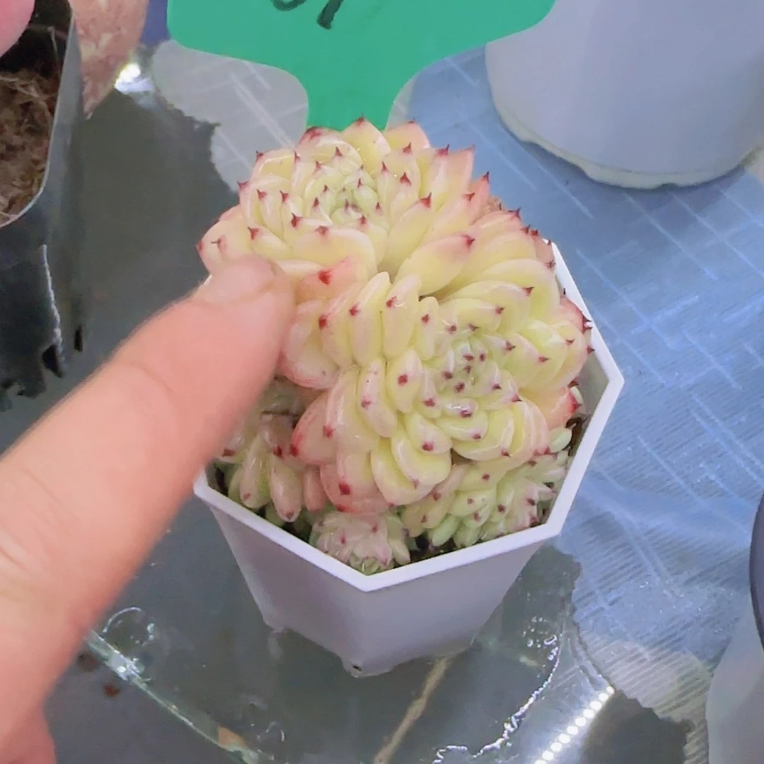 【闪购商品】3*267-----