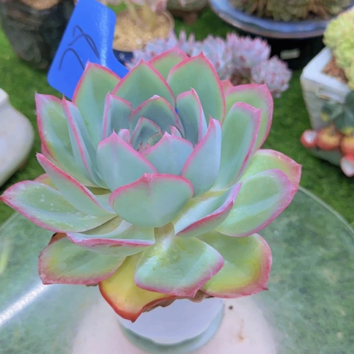 九*28多肉植物一物一拍