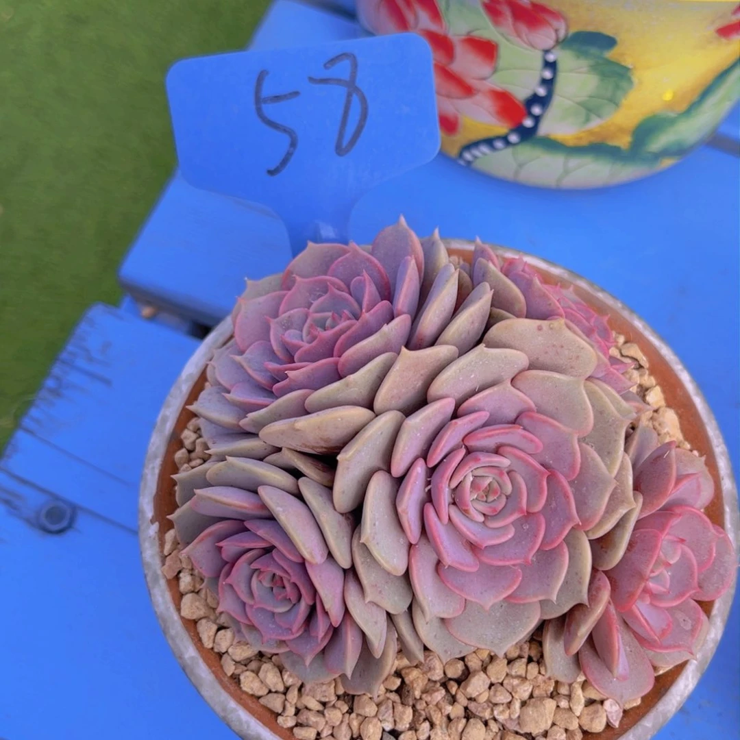 可**r58号多肉植物一物一拍