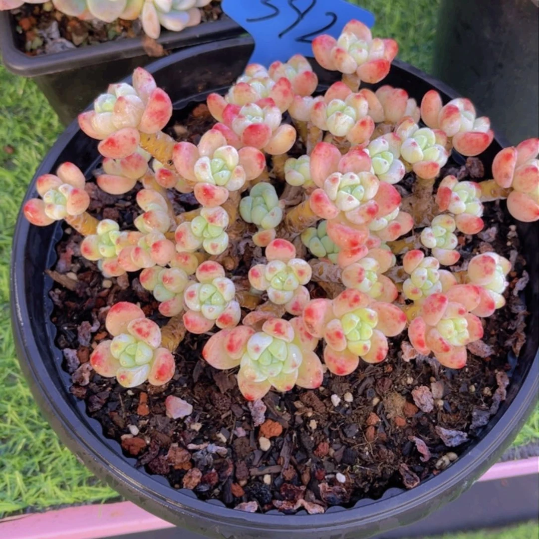 心****师392号多肉植物一物一拍