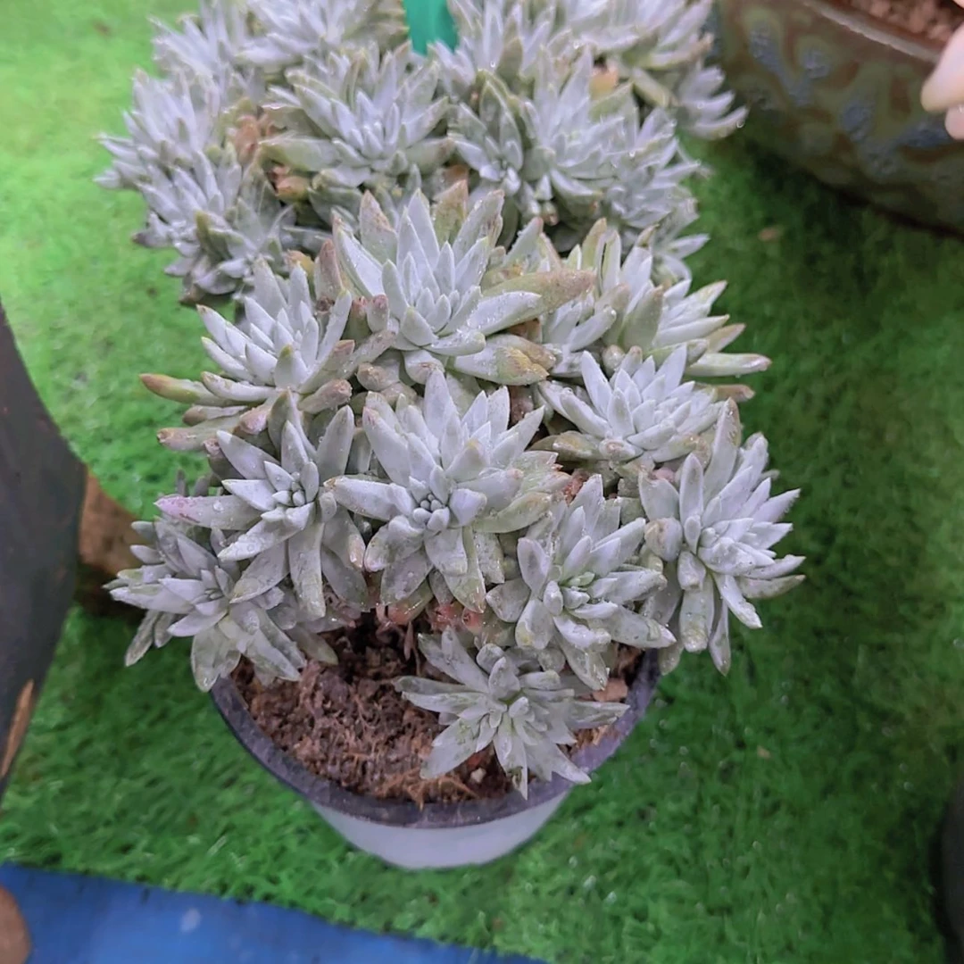 【闪购商品】蓝**海171-----