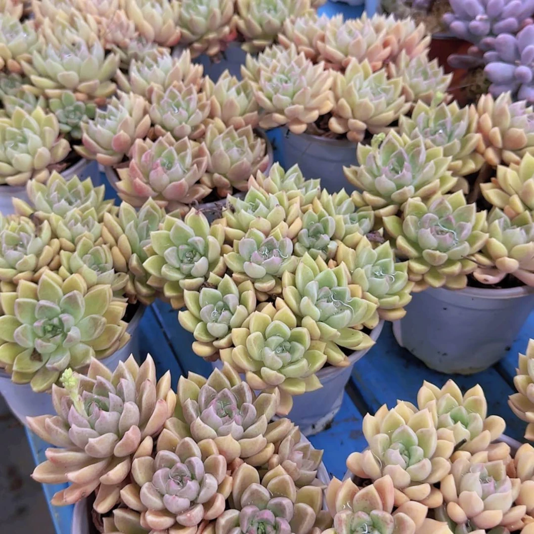 【闪购商品】黄金璀璨手捧花