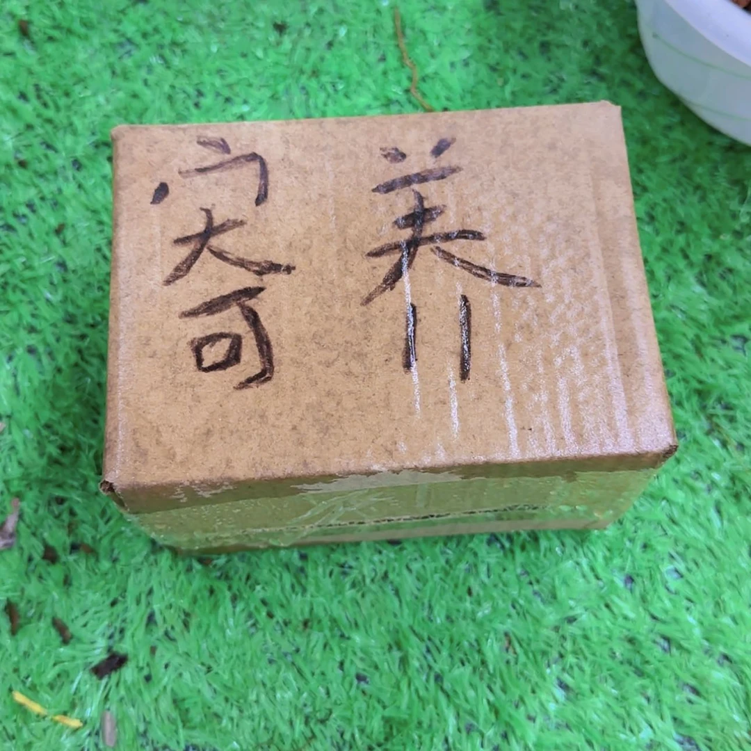 【闪购商品】寄养专拍