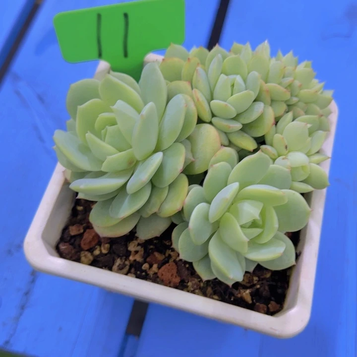 11多肉植物一物一拍