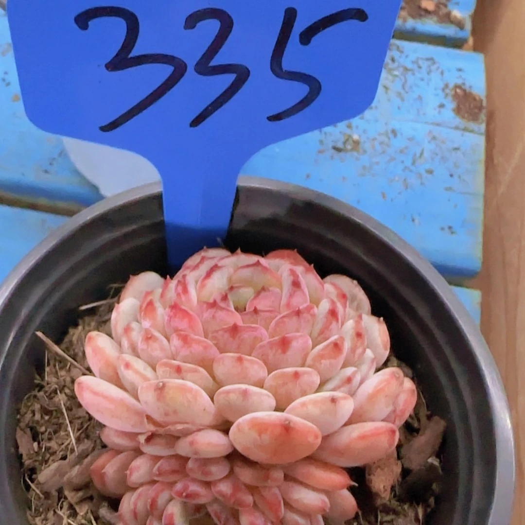 【闪购商品】下*335