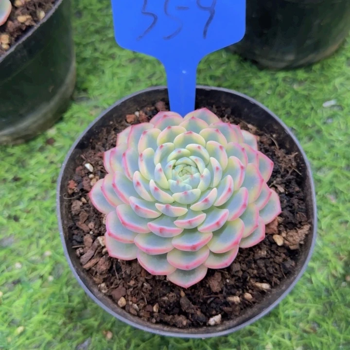 王*梅359多肉植物一物一拍