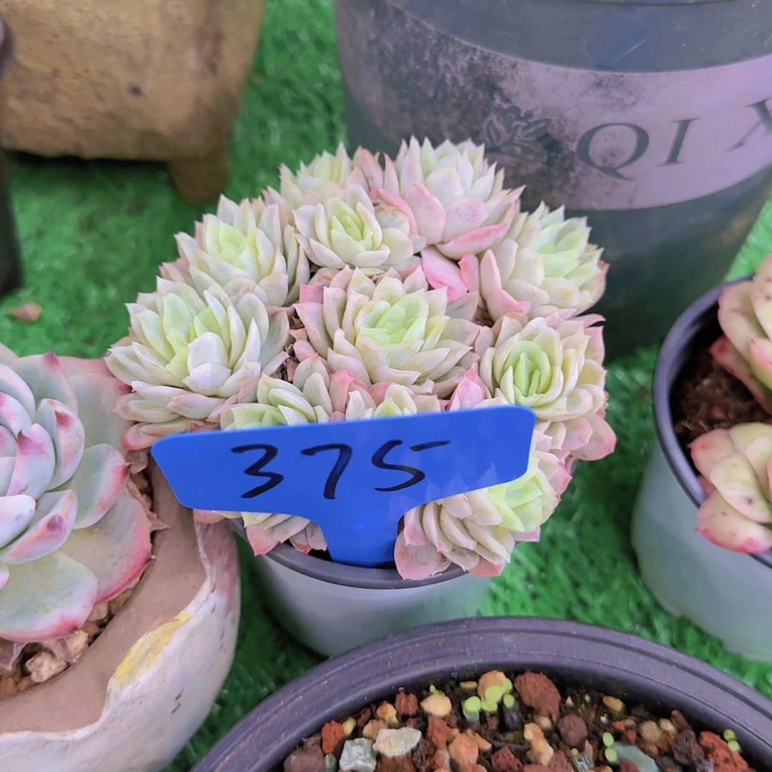 【闪购商品】?**?375
